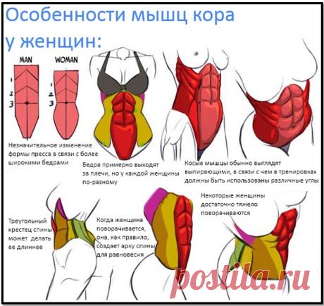 Как накачать пресс? Полное качательное руководство. [Часть №1].