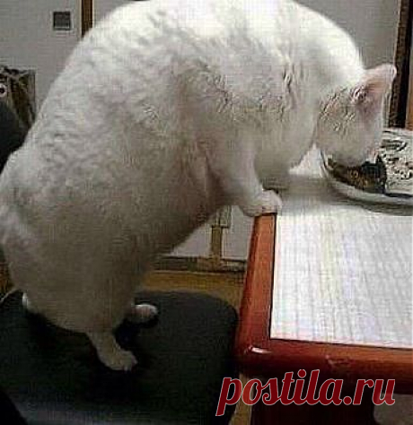 БЫЛ ПУШОК,ТЕПЕРЬ-СУГРОБ