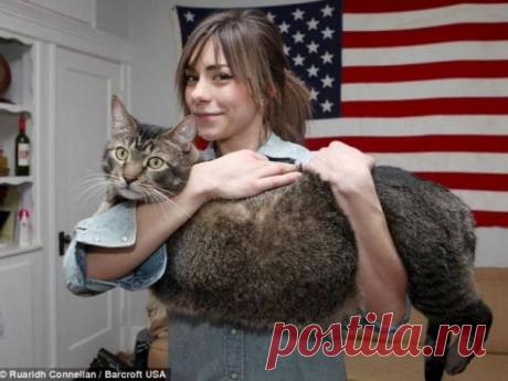 10 килограммовый Котозавр наконец-то обрёл любящую семью