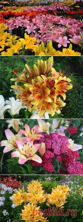 (49) Одноклассники