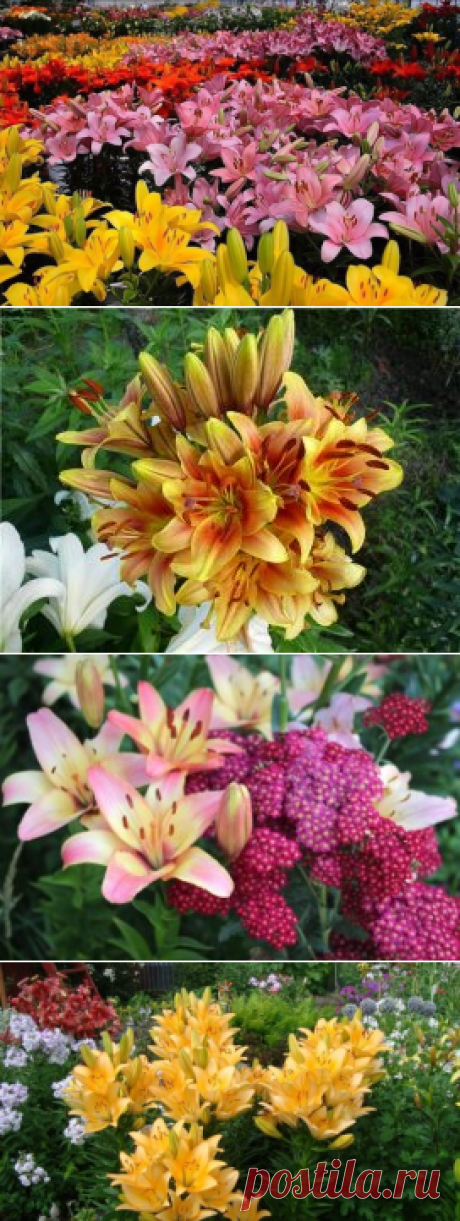 (49) Одноклассники