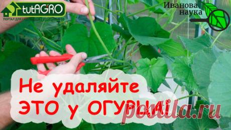 НИКОГДА НЕ УДАЛЯЙТЕ УСИКИ ОГУРЦА! ИНАЧЕ МОЖНО ПОТЕРЯТЬ УРОЖАЙ!