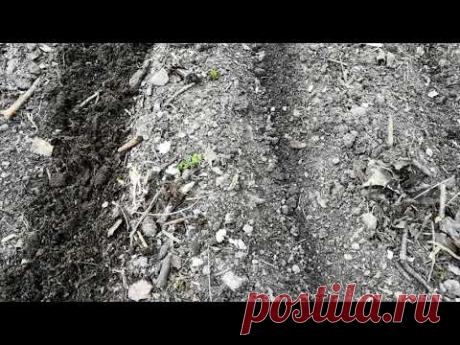 УКРОП вырастит ВСЕГДА!!! Все просто!!! 100%результат!!!