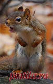 Sound the alarm! | I see this squirrel every time I walk on … | Flickr