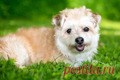 Помапу: информация о породе - PetTips