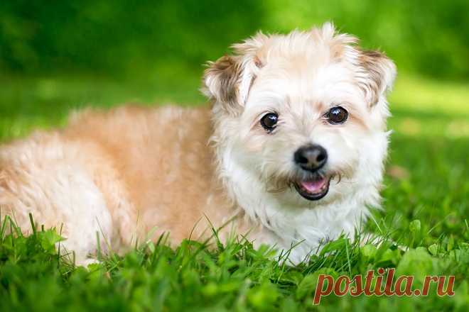 Помапу: информация о породе - PetTips