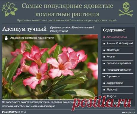 Самые ядовитые комнатные растения