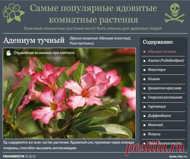 Самые ядовитые комнатные растения