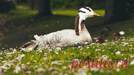 Народные приметы 10 июня в день Никиты-гусятника Народные приметы 10 июня в день Никиты-гусятника. Что нельзя делать 10 июня. Народные обычаи и поверья в день Никиты