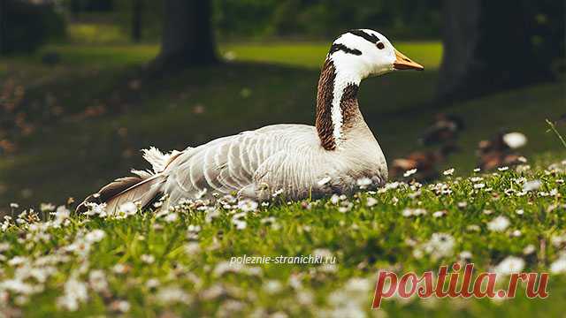 Народные приметы 10 июня в день Никиты-гусятника Народные приметы 10 июня в день Никиты-гусятника. Что нельзя делать 10 июня. Народные обычаи и поверья в день Никиты