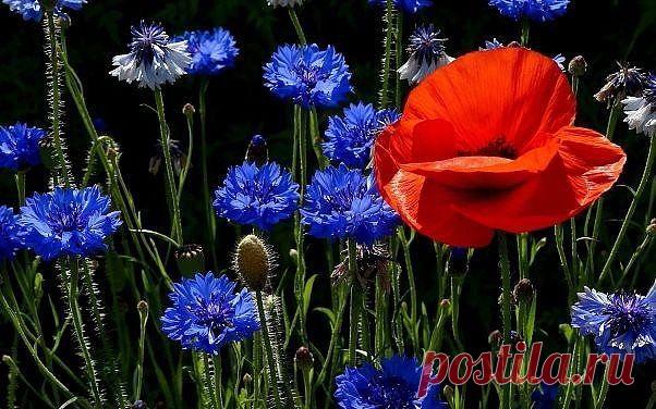 (3) Одноклассники