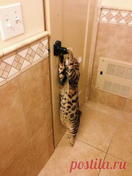 Коты, которые очень хотят попасть в дом