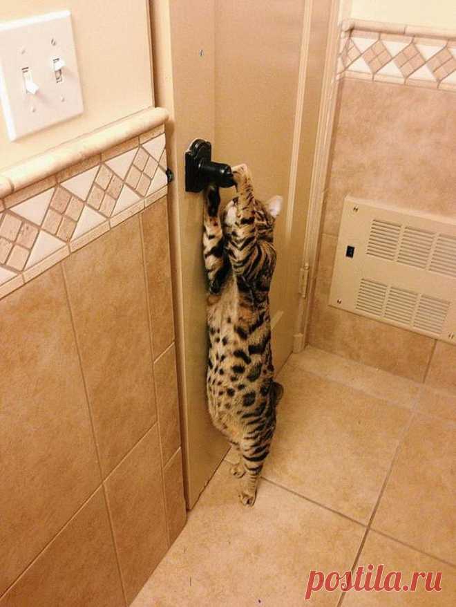Коты, которые очень хотят попасть в дом