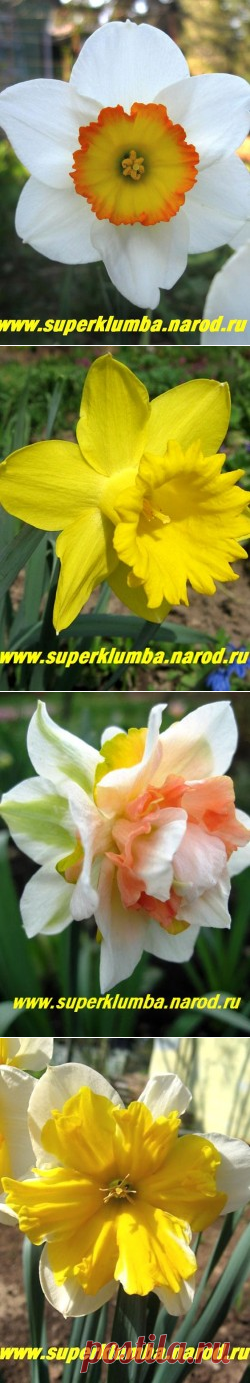 Нарциссы | Зеленая дача