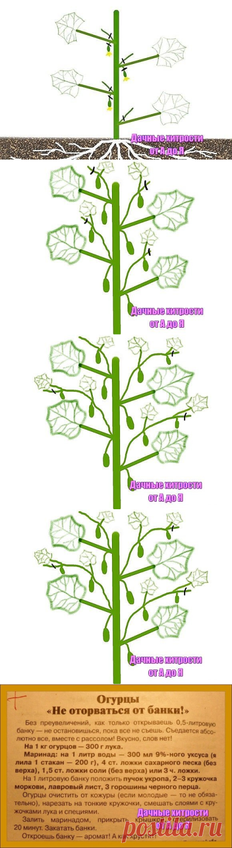 Одноклассники. Формируем стебель огурца и солим, после.