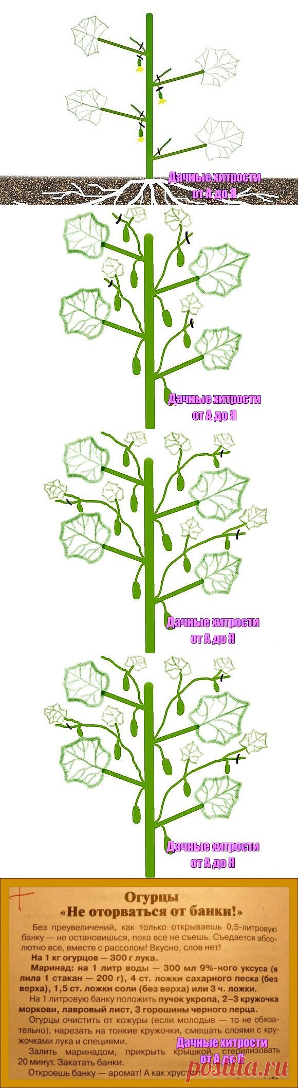 Одноклассники. Формируем стебель огурца и солим, после.