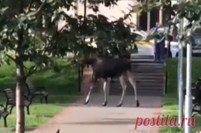 Жители Москвы сняли на видео лося, гуляющего в городском сквере. Животное неторопливо шло в районе Варшавского шоссе.