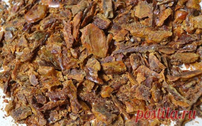 Лечебные свойства прополиса