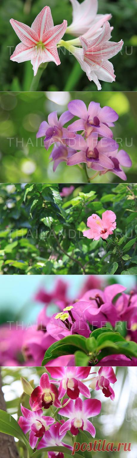 Экзотические цветы Тайланда. Фото!