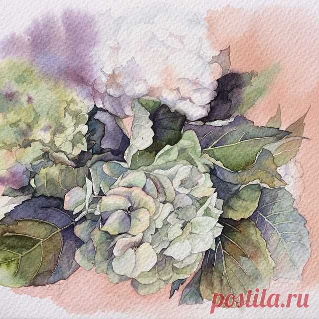 Зеленая гортензия.  #рисую_все_что_вижу #art #artwork #paint #painting #draw #drawing #watercolor #watercolorpainting #acuarela  #aquarelle #topcreator #art_we_inspire #process_of_creativity #акварель #гортензия #gydrangea