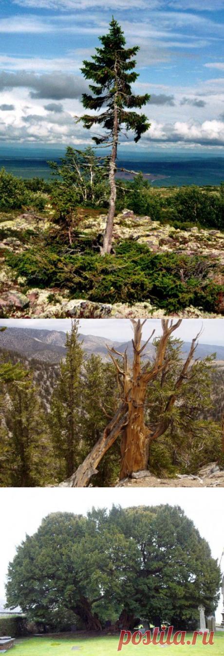 (+1) тема - Самые старые деревья на Земле | НАУКА И ЖИЗНЬ