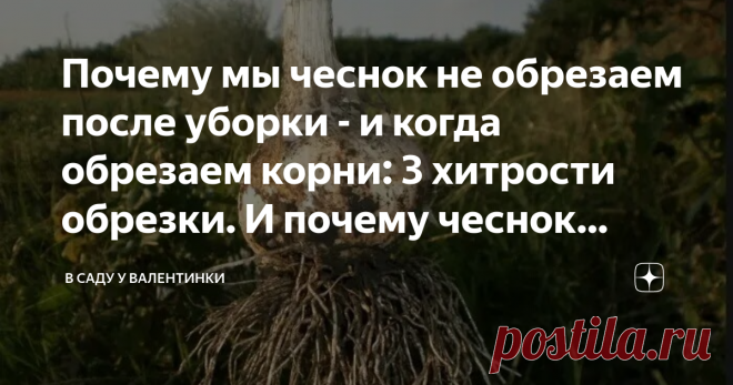 Почему мы чеснок не обрезаем после уборки - и когда обрезаем корни: 3 хитрости обрезки. И почему чеснок 