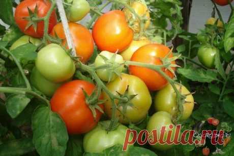 Томат Санька – почему так хвалят, и стоит ли сажать?! | 6 соток