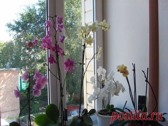 Полезные советы для орхидей. ЧЕМ ПОДКОРМИТЬ ОРХИДЕЮ.