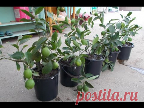 Размножение лимона отводками!!! Часть 2 "осень"!!!Reproduction of lemons