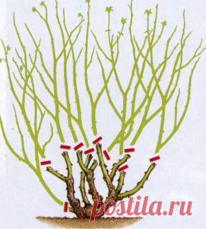 Подготовка розовых кустов к зиме — 6 соток