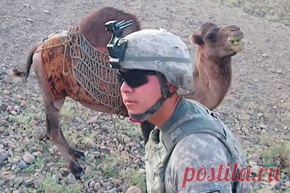 Афганский верблюд "пнул" американского военнослужащего. Видео