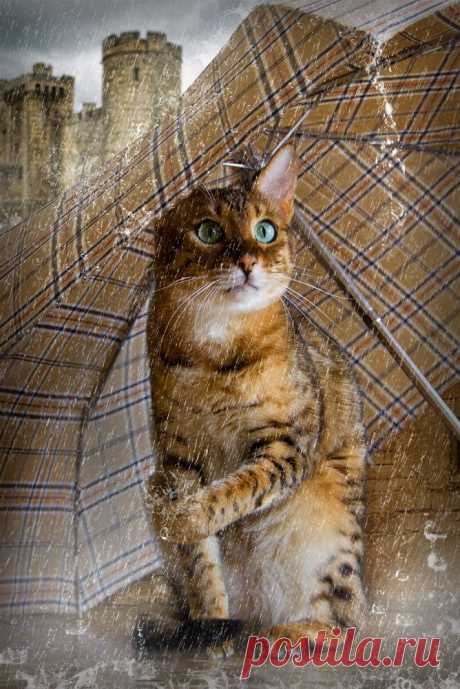 So hatte ich mir das nicht vorgestellt! - Image &amp; Photo by Fotobibi from 53 - Regen - Photography (25324204) | fotocommunity