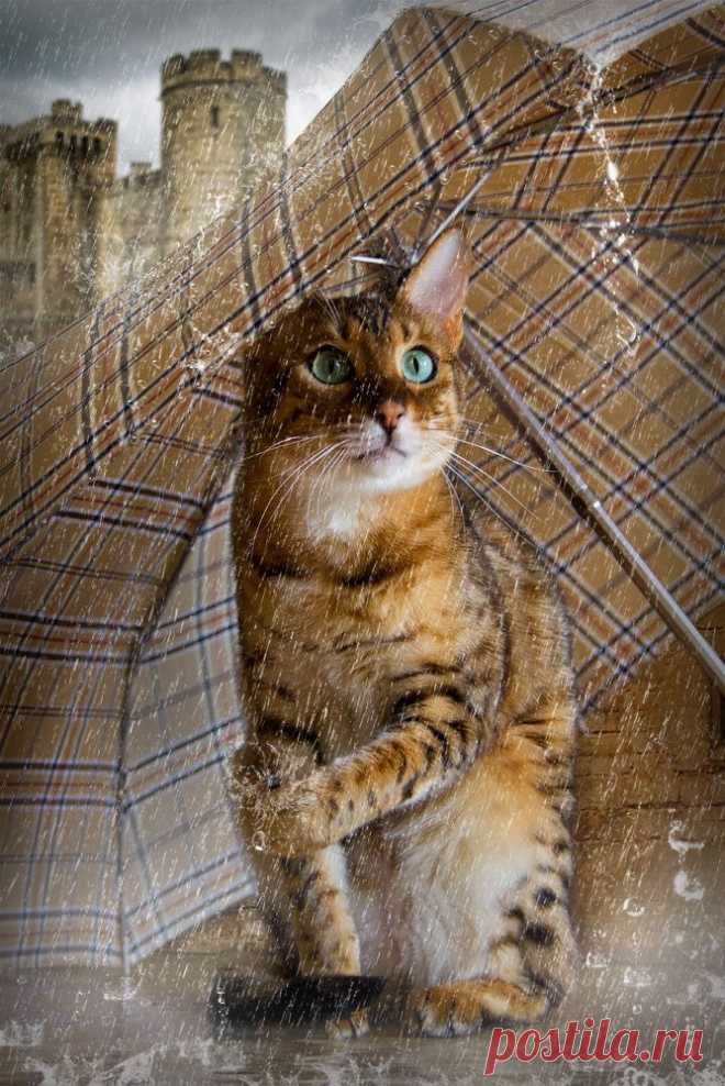 So hatte ich mir das nicht vorgestellt! - Image & Photo by Fotobibi from 53 - Regen - Photography (25324204) | fotocommunity