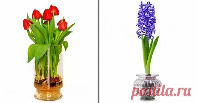 19 цветов и овощей, которые можно вырастить в вазе с водой | Чёрт побери Комнатные растения делают наши жилища уютными и всегда радуют глаз. Однако не у каждого домовладельца хватит терпения возиться с землей, ухаживая за зелеными «декорациями». Мы в Chert-poberi.ru выяснили, что существуют растения, легко обходящиеся без земли. И вот их список. Чеснок Если поместить зубчики чеснока в воду, они дадут съедобные побеги, которые можно добавлять в салаты. Больше идей по многор...