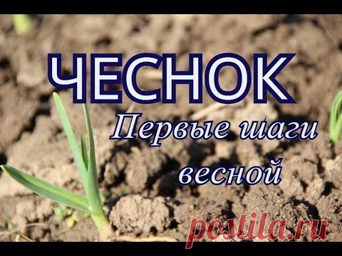Чеснок. Первые шаги весной.