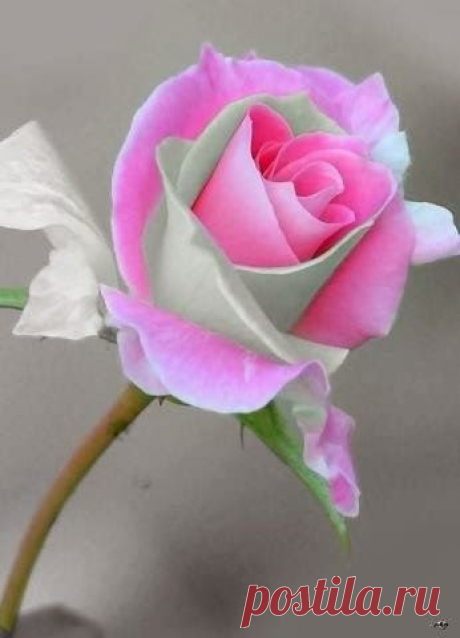 So Pretty ! | blumen