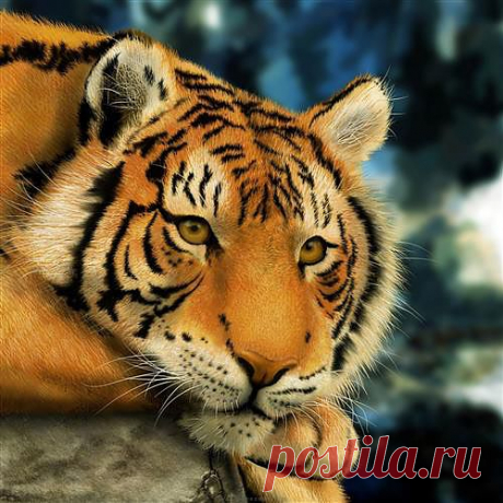 Тигр.