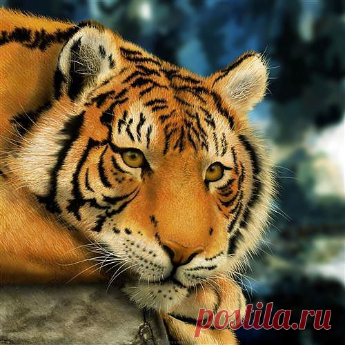 Тигр.