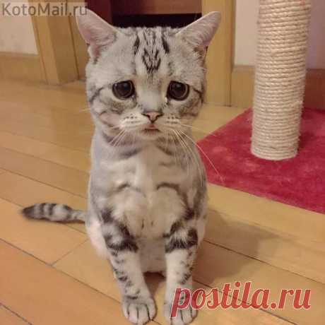 Когда же меня на кухню позовут?