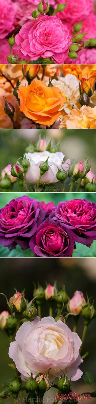 Очень красивые фотографии из Парка роз в Баден-Баден /Германия.