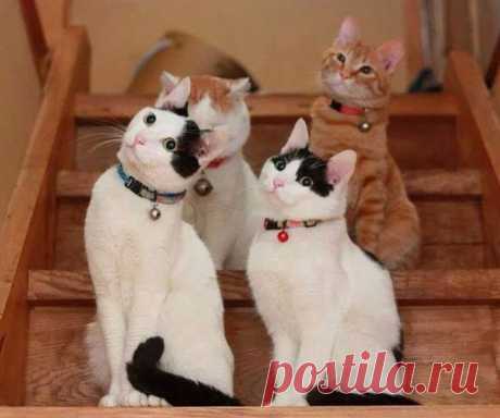 Котики и няшки - Фото Хроники