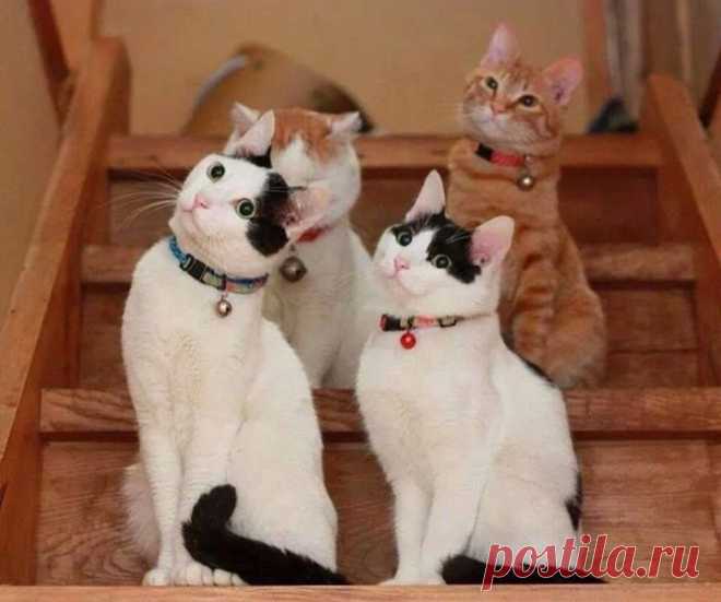 Котики и няшки - Фото Хроники