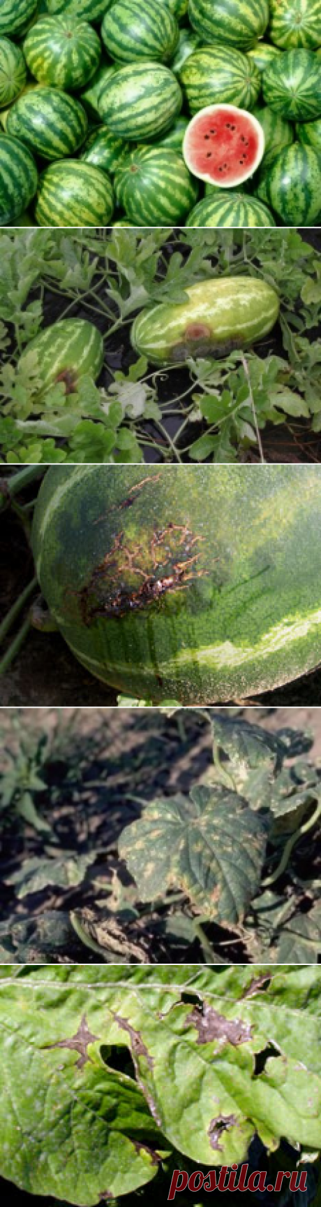 10 распространенных болезней и вредители Арбуза. Способы борьбы с ними.