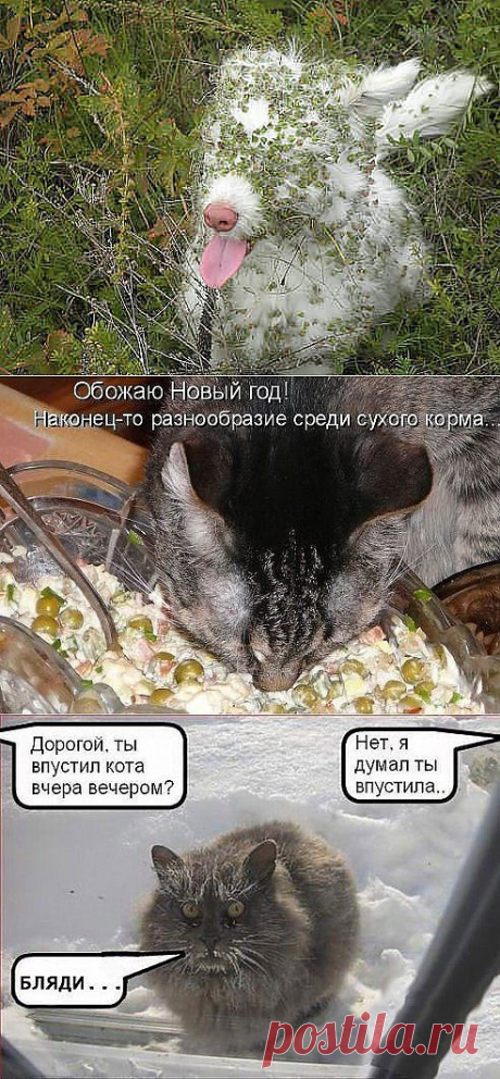 (50) Одноклассники