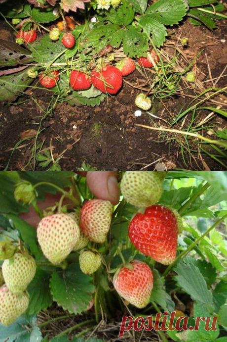 Делимся идеями по выращиванию клубники-земляники....