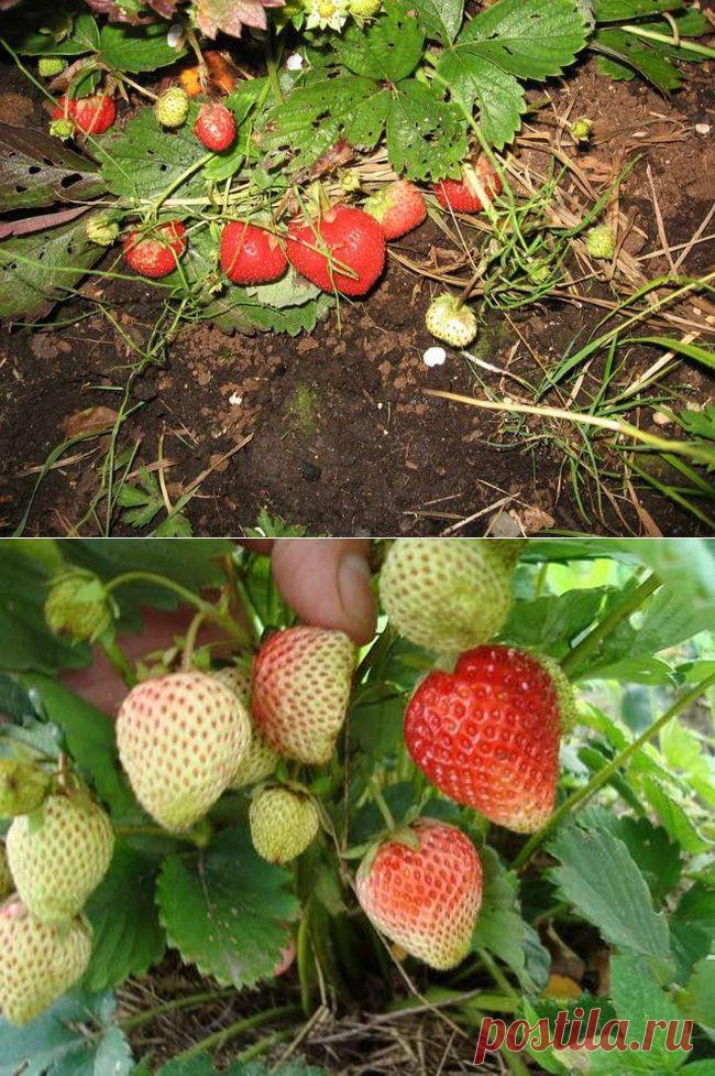 Делимся идеями по выращиванию клубники-земляники....