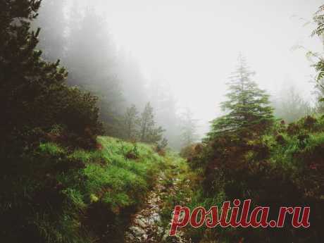 Потрясающий лес в Шеффилде - Путешествуем вместе