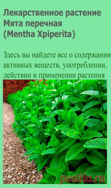 Лекарственное растение Мята перечная (Mentha Xpiperita). Многолетнее растение высотой до 80 см, полученное в результате скрещивания мяты водяной и мяты зеленой. Растение с сильным ароматом.Листья удлиненно-яйцевидные до ланцетных, с четко выраженными черешками, спереди заостренные, зубчатокрайние, с нижней стороны слегка опушенные, с верхней стороны, как и стебель, голые.