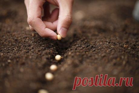 Посев семян: как определить глубину заделки