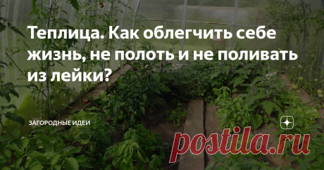 Теплица. Как облегчить себе жизнь, не полоть и не поливать из лейки? Использование чёрного спанбонда, как мульчирующего материала, идея далеко не новая. Но почему-то многие ещё с ним не подружились. К слову, я тоже люблю его не везде. Но для теплицы это просто спасение!
У меня трое детей, муж, дом, сад, огород, саженецы, курочки,